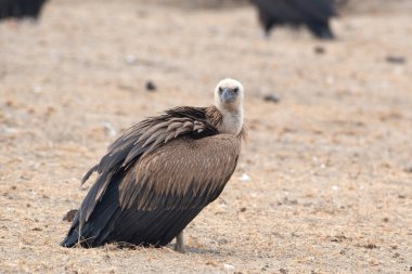 Avrasya griffon akbabası (Gyps fulvus), Hindistan, Rajasthan 'daki Jorbeer' de yaşayan büyük bir Eski Dünya akbabasıdır.