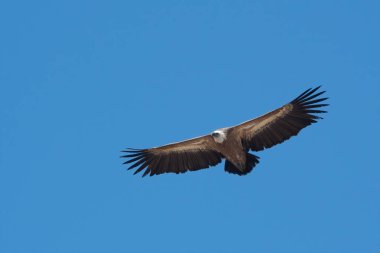 Avrasya griffon akbabası (Gyps fulvus), Hindistan 'ın başkenti Rajasthan' da Jorbeer 'de uçan büyük bir Eski Dünya akbabası.
