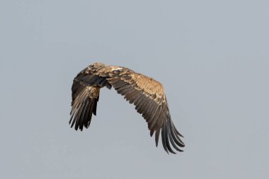 Avrasya griffon akbabası (Gyps fulvus), Hindistan 'ın başkenti Rajasthan' da Jorbeer 'de uçan büyük bir Eski Dünya akbabası.