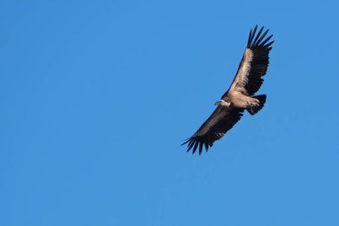 Avrasya griffon akbabası (Gyps fulvus), Hindistan 'ın başkenti Rajasthan' da Jorbeer 'de uçan büyük bir Eski Dünya akbabası.