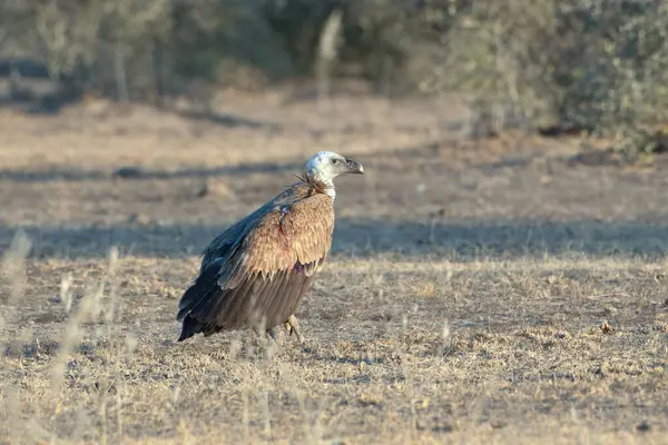 Avrasya griffon akbabası (Gyps fulvus), Hindistan, Rajasthan 'daki Jorbeer' de yaşayan büyük bir Eski Dünya akbabasıdır.