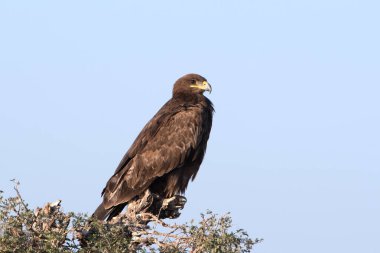 Benekli kartal (