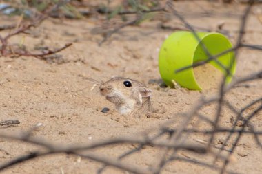 Indian desert jird or Indian desert gerbil (Meriones hurrianae) at Jorbeer carcass dump in Rajasthan, India clipart