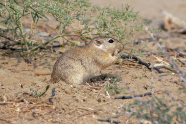 Hindistan 'ın başkenti Rajasthan' da Jorbeer leşi çöplüğünde Hint çöl faresi (Meriones Hurrianae)