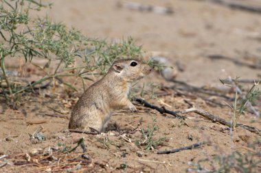 Hindistan 'ın başkenti Rajasthan' da Jorbeer leşi çöplüğünde Hint çöl faresi (Meriones Hurrianae)