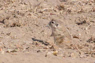 Hindistan 'ın başkenti Rajasthan' daki Jorbeer 'de Hint çöl faresi (Meriones Hurrianae).