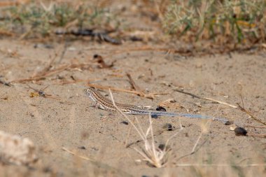 Indian fringe-fingered lizard (Acanthodactylus cantoris), also known commonly as the Indian fringe-toed lizard, at Jorbeer carcass dump in Rajasthan, India clipart