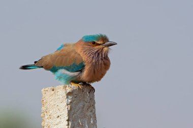 Hint patenci (Coracias benghalensis), Odisha, Telangana ve Karnataka 'nın eyalet kuşu, Hindistan' ın Rajasthan kentindeki Desert Ulusal Parkı 'nda.