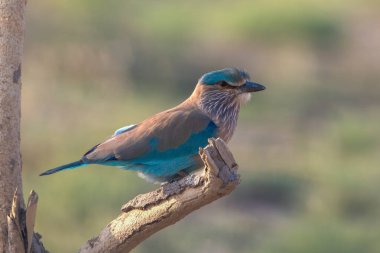 The Indian roller (Coracias benghalensis), the state bird of the Odisha, Telangana and Karnataka, at Desert National Park in Rajasthan, India clipart