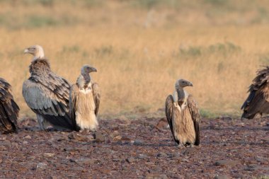 Hint akbabası veya uzun gagalı akbaba (Gyps indicus), Hindistan 'ın başkenti Rajasthan' daki çöl parkında yaşayan büyük bir Eski Dünya akbabasıdır.