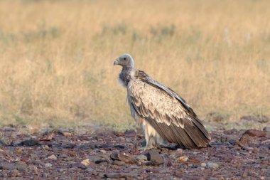 Hint akbabası veya uzun gagalı akbaba (Gyps indicus), Hindistan 'ın başkenti Rajasthan' daki çöl parkında yaşayan büyük bir Eski Dünya akbabasıdır.