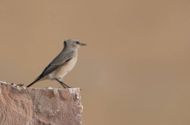 isabelline wheatear (Oenanthe isabellina) at Desert National Park in Rajasthan, India clipart