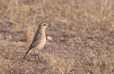 isabelline wheatear (Oenanthe isabellina) Rajasthan, Hindistan 'daki Desert National Park' ta