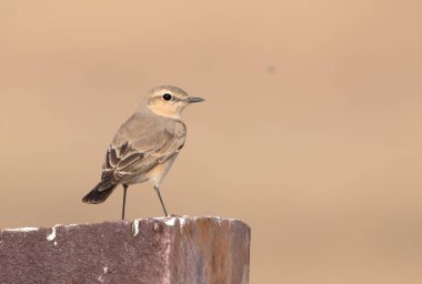 isabelline wheatear (Oenanthe isabellina) at Desert National Park in Rajasthan, India clipart