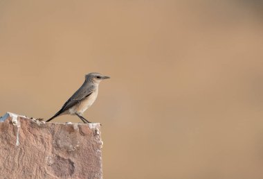 isabelline wheatear (Oenanthe isabellina) Rajasthan, Hindistan 'daki Desert National Park' ta