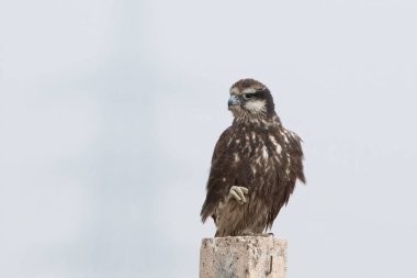 laggar falcon (Falco jugger), also known as the lugger falcon or jugger at Jorbeer in Rajasthan, India clipart