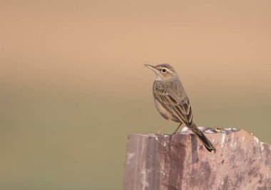 Hindistan, Rajasthan 'daki Desert National Park' ta uzun gagalı pipit (Anthus similis)