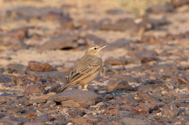 Hindistan, Rajasthan 'daki Desert National Park' ta uzun gagalı pipit (Anthus similis)