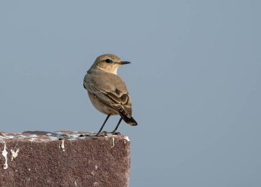 isabelline wheatear (Oenanthe isabellina) Rajasthan, Hindistan 'daki Desert National Park' ta