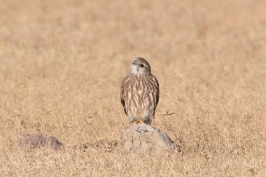 Merlin (Falco columbarius), Hindistan 'ın başkenti Rajasthan' daki Desert National Park 'ta yaşayan küçük bir şahin türüdür.