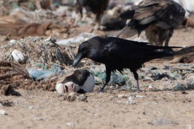 Punjab Raven (Corvus corax Laurencei) Rajasthan, Hindistan 'da Jorbeer leşi dökümü