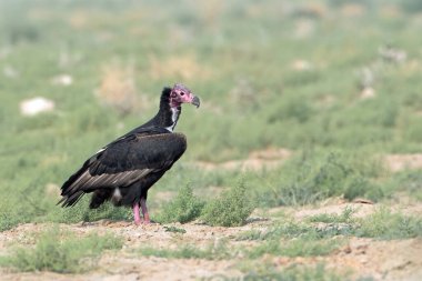 red-headed vulture Sarcogyps calvus, also known as the Asian king vulture, an Old World vulture at Desert National Park in Rajasthan, India clipart