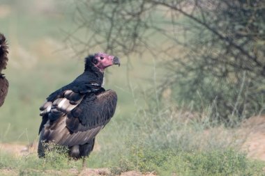 Kızıl saçlı akbaba Sarcogyps calvus, aynı zamanda Asyalı kral akbaba olarak da bilinir, Hindistan, Rajasthan 'daki Desert Ulusal Parkı' nda bir Eski Dünya akbabası.