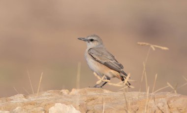 Kırmızı kuyruklu buğday kuyruklu Oenanthe Krisopygia, aynı zamanda paslı kuyruklu buğday sakalı, İran buğday sakalı ya da Hindistan, Rajasthan 'daki Desert Ulusal Parkı' ndaki Afgan buğday sakalı olarak da bilinir.