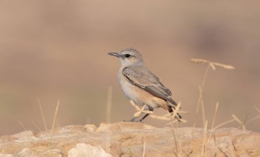 red-tailed wheatear Oenanthe chrysopygia, also known as the rusty-tailed wheatear, Persian wheatear or Afghan wheatear at Desert National Park in Rajasthan, India clipart