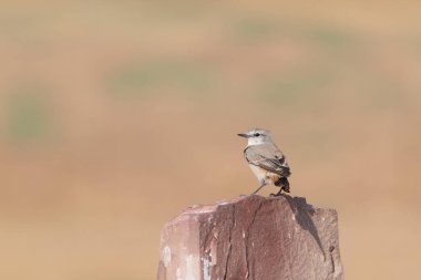 red-tailed wheatear Oenanthe chrysopygia, also known as the rusty-tailed wheatear, Persian wheatear or Afghan wheatear at Desert National Park in Rajasthan, India clipart