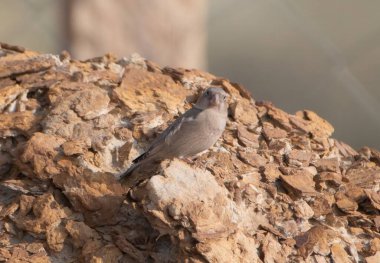 trumpeter finch Bucanetes githagineus at Desert National Park in Rajasthan, India clipart