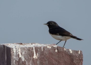 variable wheatear Oenanthe picata at Desert National Park in Rajasthan, India clipart