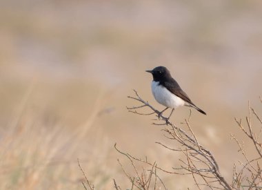 Değişken kuyruklu yıldız Oenanthe picata Rajasthan, Hindistan 'daki Desert National Park' ta