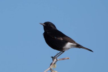 variable wheatear Oenanthe picata at Jorbeer carcass dump in Rajasthan, India clipart