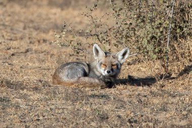 Beyaz ayaklı tilki Vulpes pusilla. Hindistan, Rajasthan 'daki Jorbeer leşindeki çöl tilkisi olarak da bilinir.