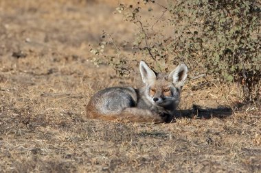 Beyaz ayaklı tilki Vulpes pusilla. Hindistan, Rajasthan 'daki Jorbeer leşindeki çöl tilkisi olarak da bilinir.