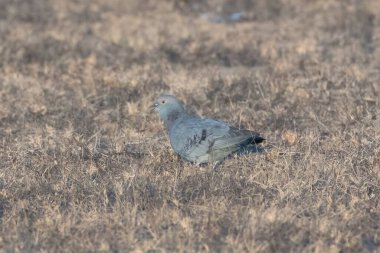 Sarı gözlü güvercin, soluk benizli güvercin, sarı gözlü güvercin veya sarı gözlü güvercin (Columba Eversmanni), Hindistan, Rajasthan 'daki Jorbeer' de yaşayan Columbidae familyasının bir üyesi.