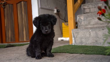 Kapının dışında oturan sevimli, üzgün, siyah köpek yavrusu.