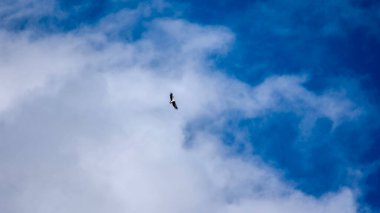 Himalayan Griffon soaring high above the clouds and blue skies near Adi Kailash in Uttarakhand, India clipart