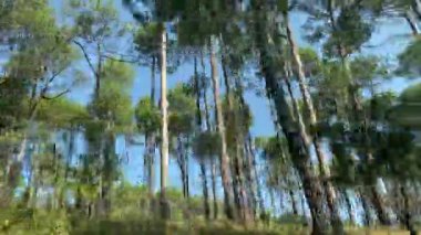 Uttarakhand, Hindistan 'daki Himalaya ormanlarında ilerlerken ağaçların tepelerinin hareket ettiğini görün.