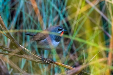 Chinese rubythroat Calliope tschebaiewi observed at Maguri Beel in Assam, India clipart