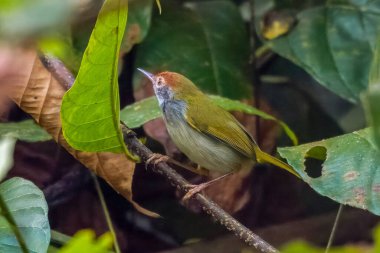 Koyu boyunlu terzi kuşu Orthotomus atrogularis, Hindistan 'ın Assam kentindeki Dehing Patkai' de gözlemlenen bir ötücü kuş türü.