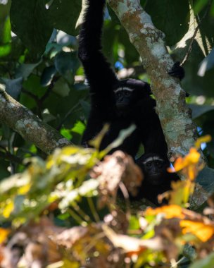 western hoolock gibbon (Hoolock hoolock), a primate from the gibbon family, Hylobatidae observed in Delhing Patkai, Assam, India clipart