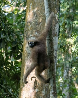 Hoolock hobbon (Hoolock hoolock hoolock), Hindistan 'ın başkenti Delhing Patkai' de yaşayan bir primat.