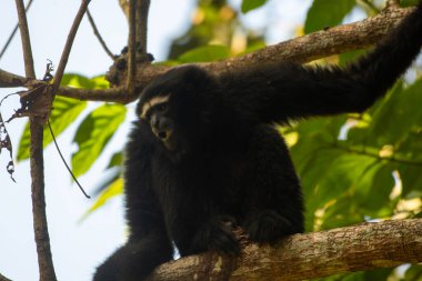 Hoolock hobbon (Hoolock hoolock hoolock), Hindistan 'ın başkenti Delhing Patkai' de yaşayan bir primat.