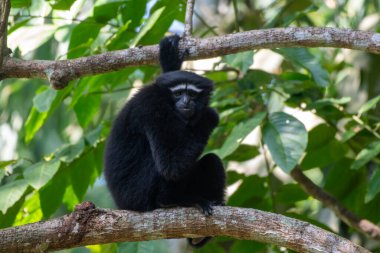 Hoolock hobbon (Hoolock hoolock hoolock), Hindistan 'ın başkenti Delhing Patkai' de yaşayan bir primat.