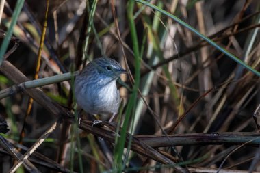 swamp grass babbler or swamp prinia (Laticilla cinerascens), a small bird of the Indian subcontinent, observed at Maguri Beel in Assam, India clipart