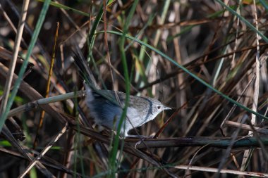 swamp grass babbler or swamp prinia (Laticilla cinerascens), a small bird of the Indian subcontinent, observed at Maguri Beel in Assam, India clipart