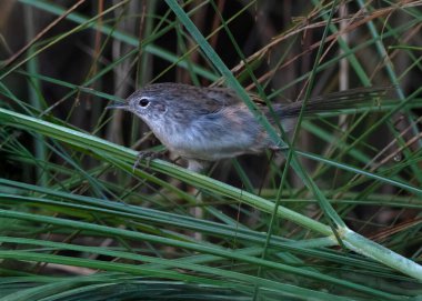 Hindistan 'ın Assam kentindeki Maguri Beel' de gözlemlenen Hint alt kıtasının küçük bir kuşudur (Laticilla cinerascens).