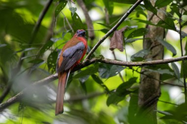 male red-headed trogon (Harpactes erythrocephalus) at Dehing Patkai in Assam, India clipart